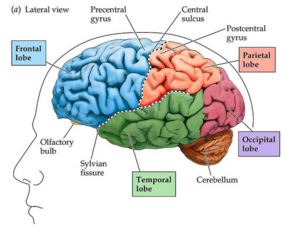 parts of brain